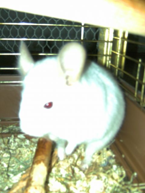 Chinchilla Böckchen abzugeben ca. halbes Jahr alt / nur in liebevolle Hände ab - Haustiere - giesen