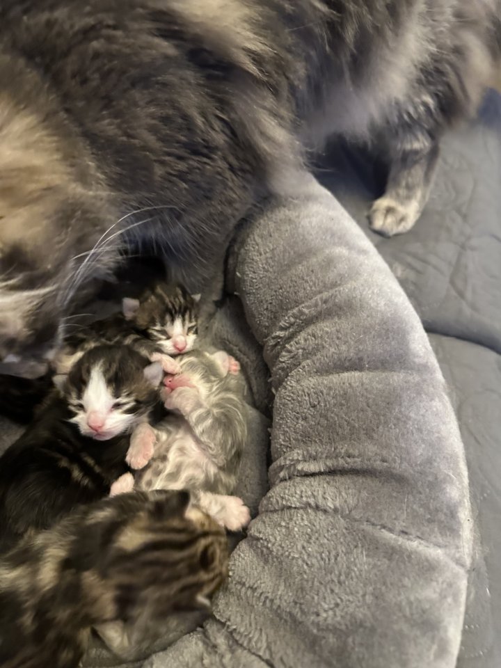Norwegische Waldkatzen Kitten - Katzen - Magdeburg