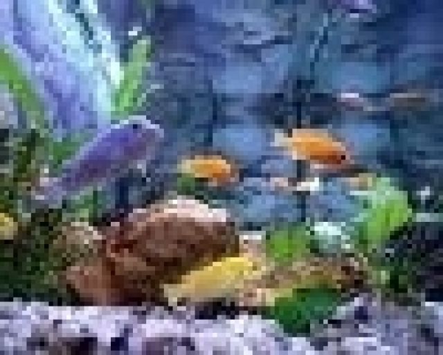 Verkaufe 9 kleine orange und blaue Barsche - Fische - Weißenburg