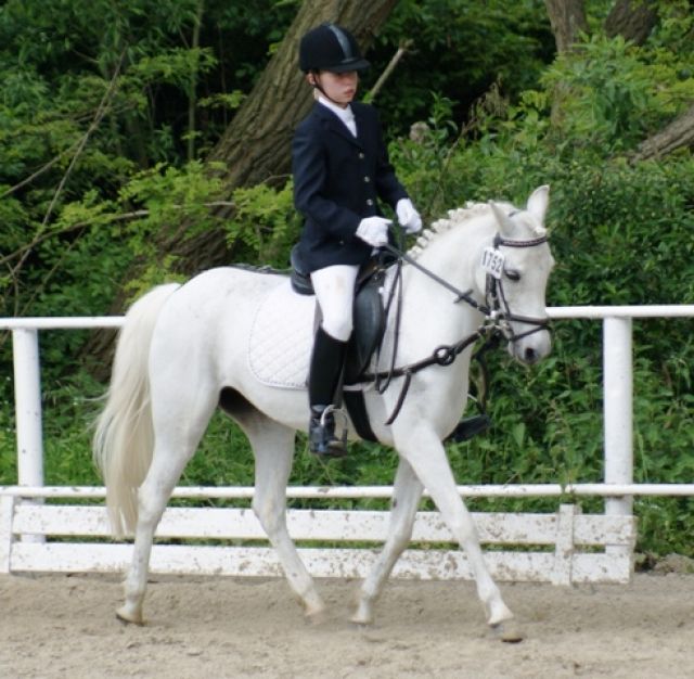 Suche Reitbeteiligung für Ponystute für 2-3 x wöchentlich in Gevelsberg - Reitbeteiligung - Gevelsberg