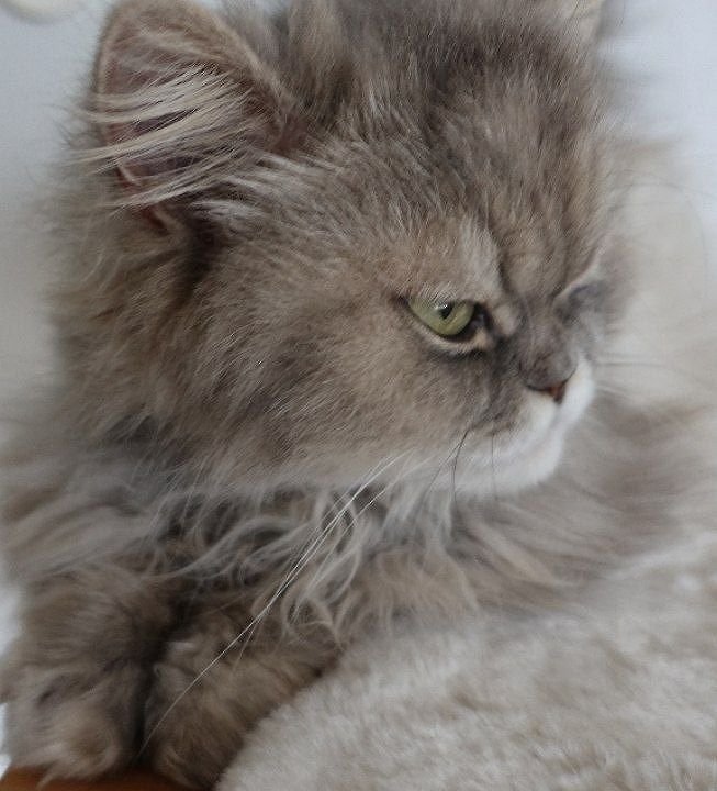 Perser Katze Mädchen abholbereit - Katzen - Singen