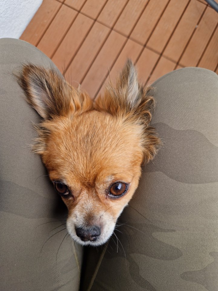 Neues zu Hause für meine 9 Jahre junge Chihuahua Dame - Tierboersen - Sassnitz