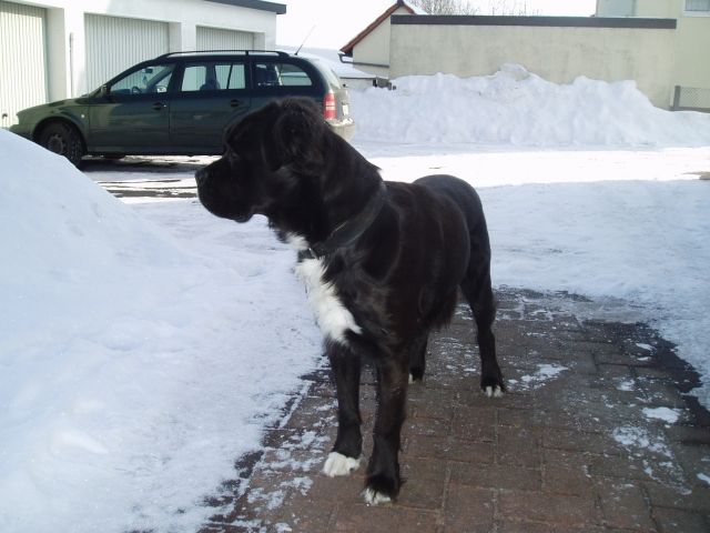 In liebevolle Hände abzugeben. - Hunde - Philippsthal