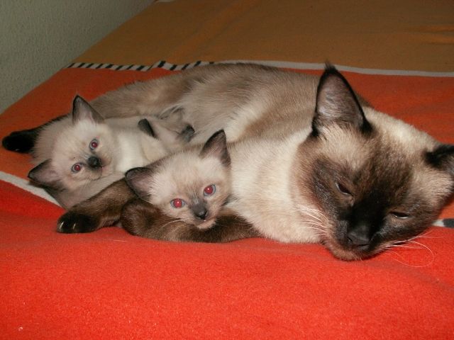 Süße Siam-Baby in gute Hände abzugeben - Katzen - Nürnberg