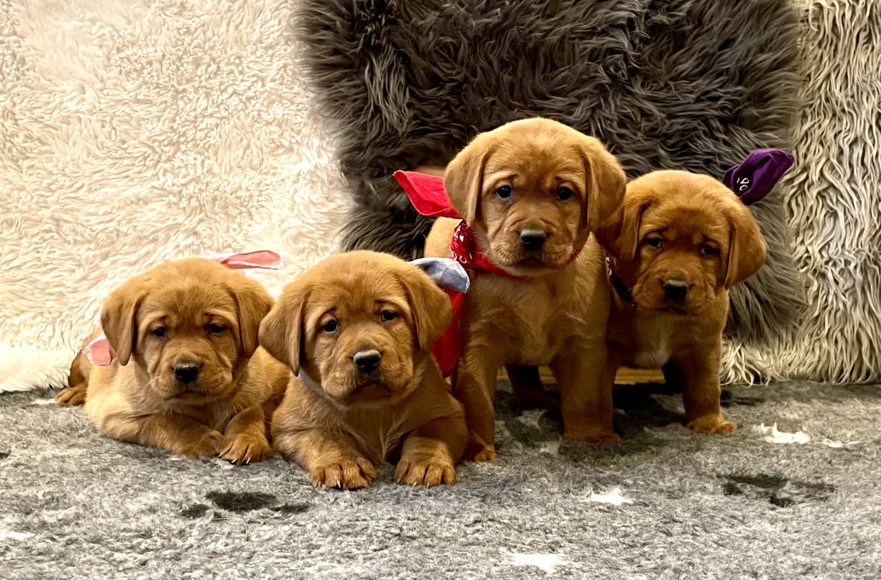 Labradorwelpen in foxred Labrador Welpe * Abgbe ab Ende April 204 - Hunde - Schöllnach
