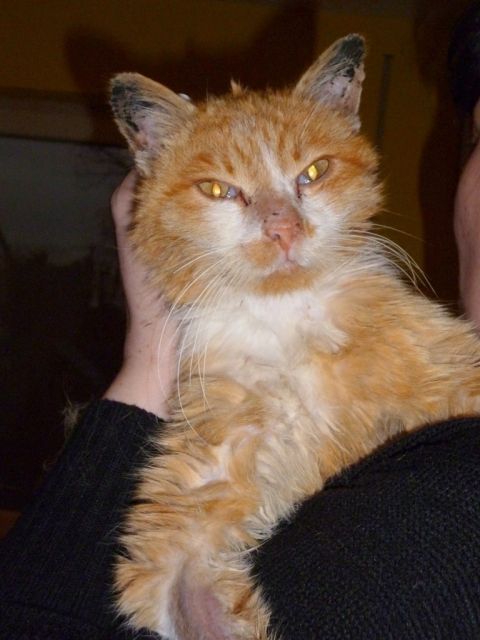 Diabetiker- Kater Charly sucht dringend Zuhause - Tiere In Not - Dürrwangen