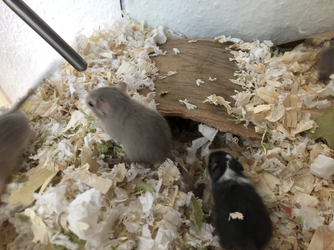 Junge Rennmäuse Wüstenrennmäuse - Nagetiere - Heidenheim