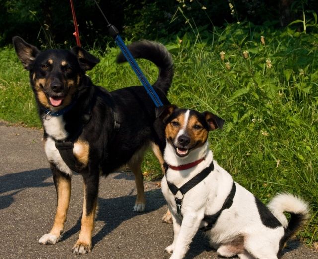 Zuhause gesucht - Hunde - Karlsruhe