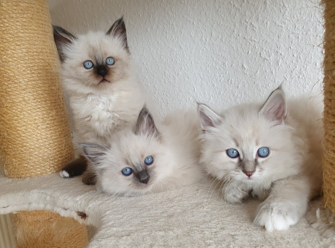 2 Heilige Birma Kitten Katzen abholbereit - Katzen - Singen