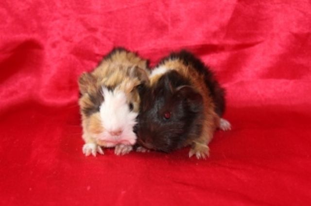 Süße Peruaner Meerschweinchenbabys - Meerschweinchen - Göppingen