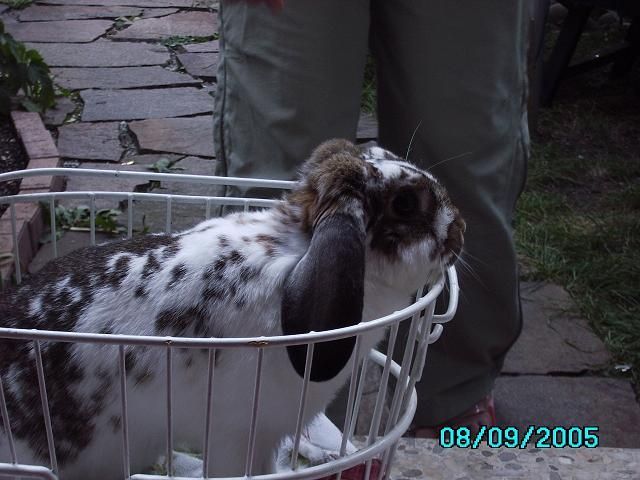 Unser Kaninchen Angy sucht dringend ein neues zu Hause - Hasen Kaninchen - Reutlingen
