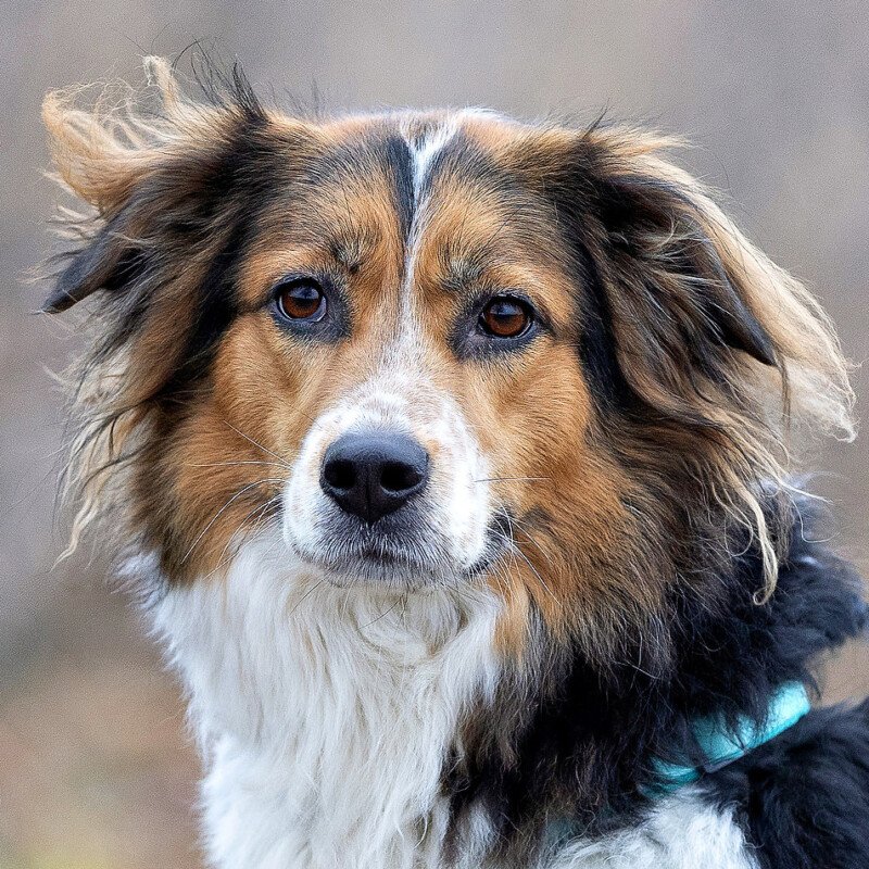 LUCIANE - weiblich  6 Jahre  56 cm  27 kg  Collie-Berner Sennen-Mix  Gechipt  Ka - Hunde - Lauf an der Pegnitz