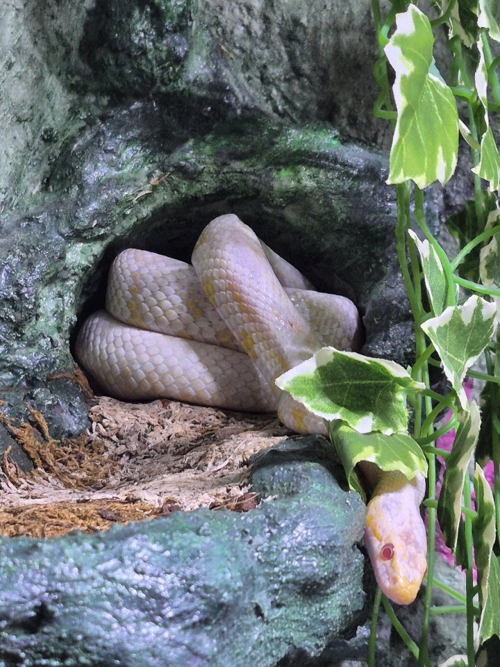 Verkaufe Kornnatter-Weibchen - Reptilien - Wuppertal