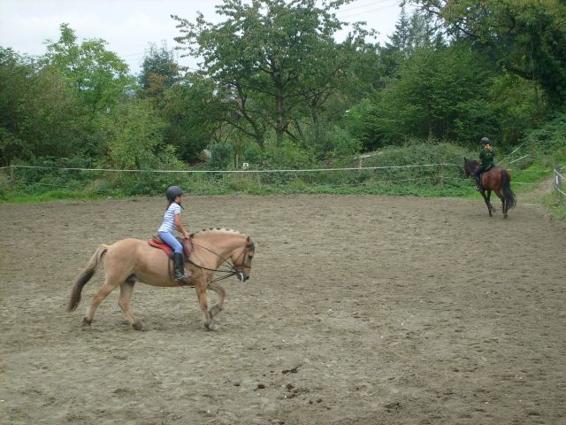  Dringend Reitbeteiligung gesucht - Reitbeteiligung - Tuttlingen