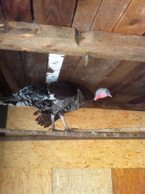 DRINGEND Bronzeputen Paar mit Naturbrut Küken - Sonstige Haustiere - dortmund