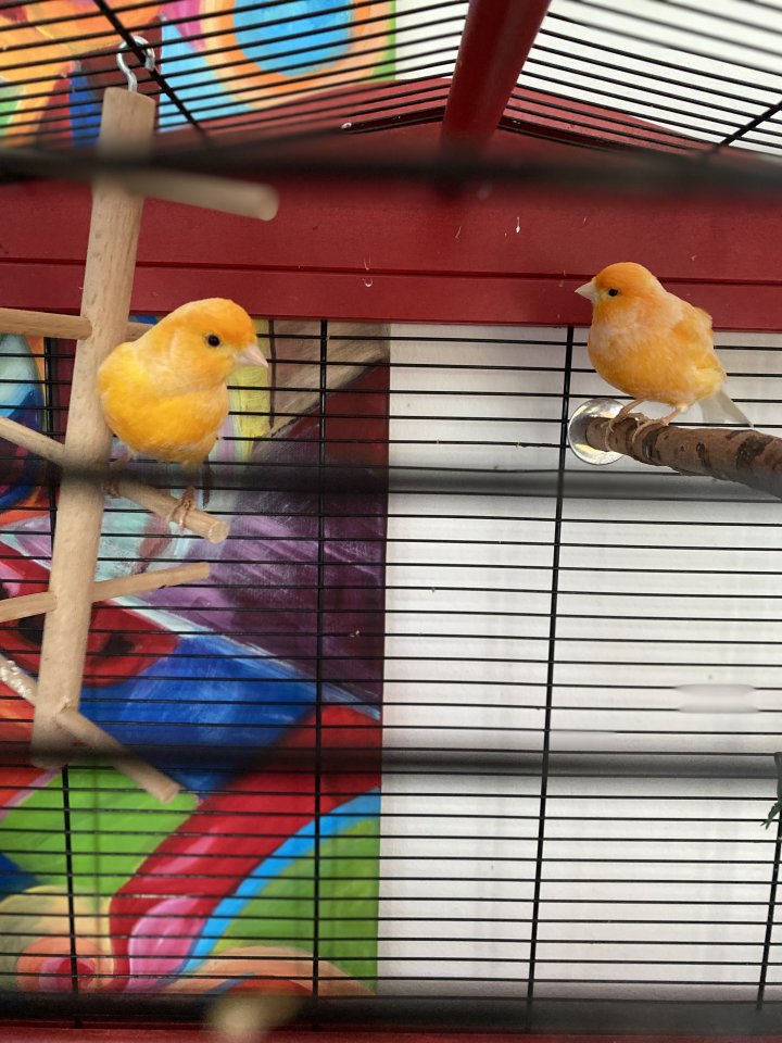 2 Kanarienvögel mit Käfig und Zubehör zu verschenken - Voegel - Taufkirchen