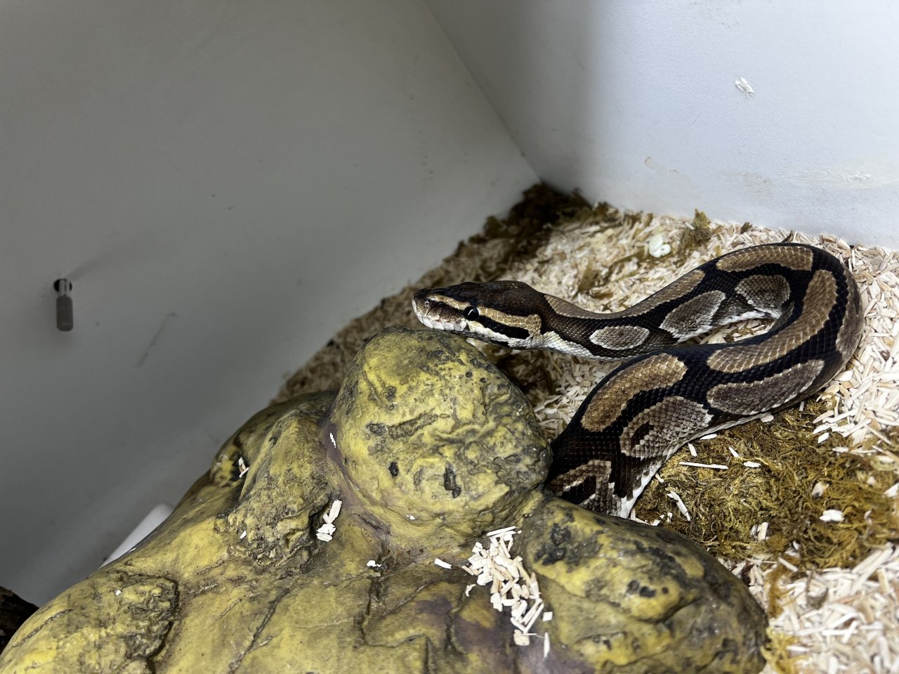 Königspythons Pärchen zu verschenken - Reptilien - Bocholt