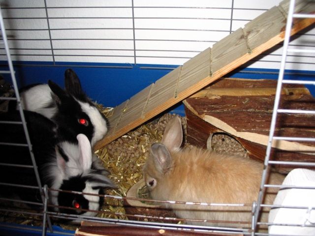 3 Löwenköpfchen schweren Herzens abzugeben - Hasen Kaninchen - Bad Vilbel