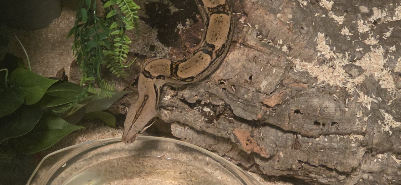 Boa constrictor mit Terrarium - Reptilien - Neuboerger