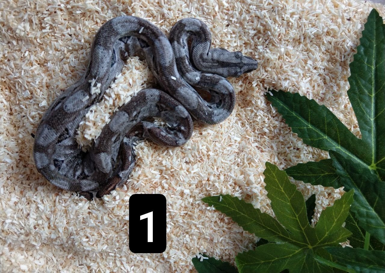Cay Caulker Boa (Belize) Nachzuchten - Reptilien - Köln