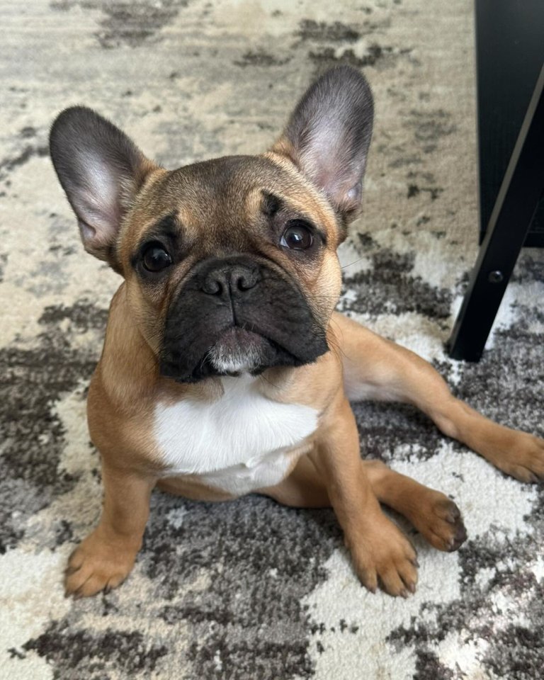 Französische Bulldogge Welpe - Hunde - Hutthurm