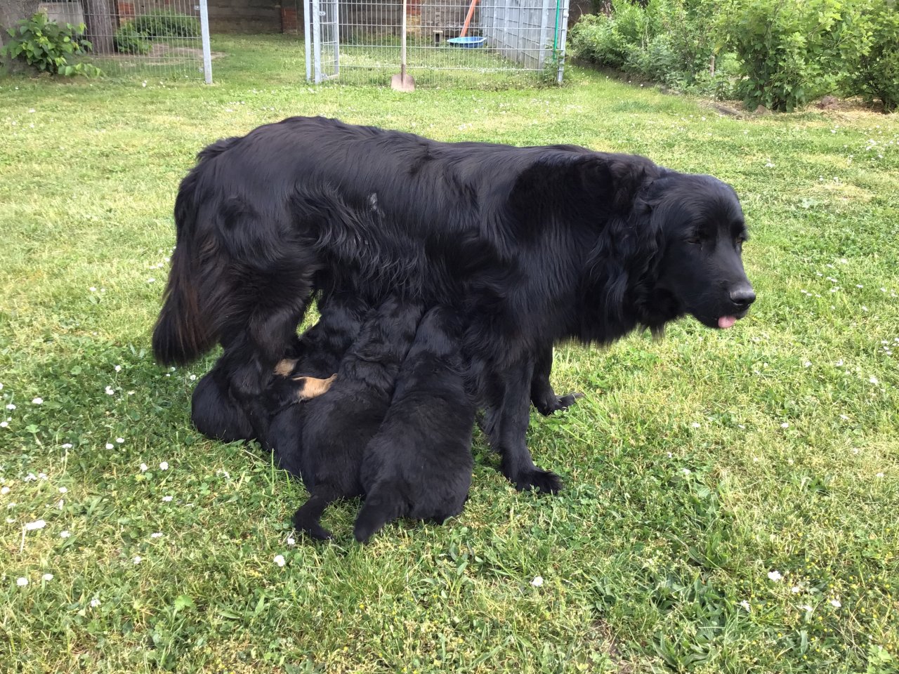 7 kleine Hovawart vom hovawartzwinger-preussendorf.de zu verkaufen (SZG-H e.V.) - Hunde - Delitzsch