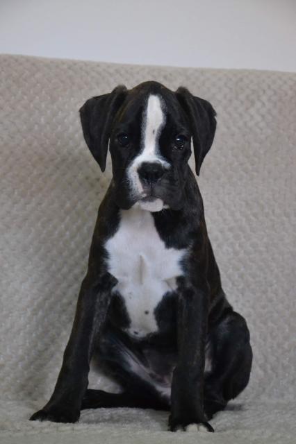 Süße Boxerwelpen suchen Dich zum kuscheln  - Hunde - Gelsenkirchen 