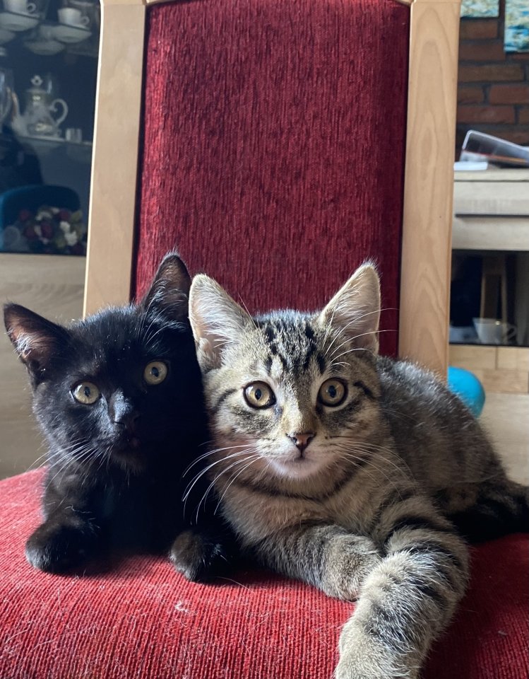 5 BKH Mix *abholbereit*  - Katzen - Vlotho