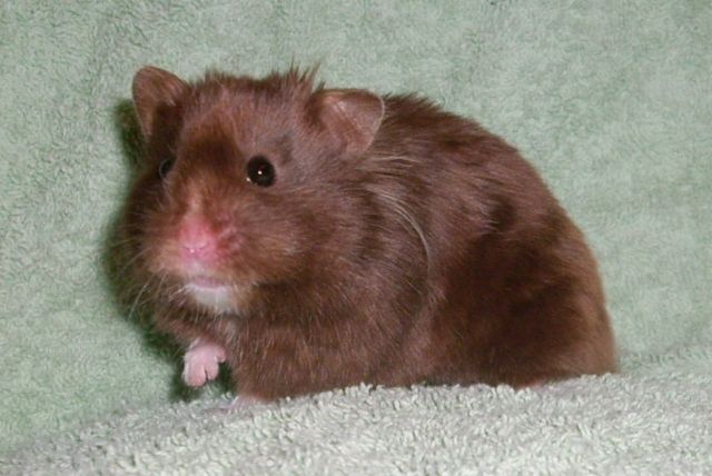 Hamsterzucht Kelaino - Hamster - Lorsch