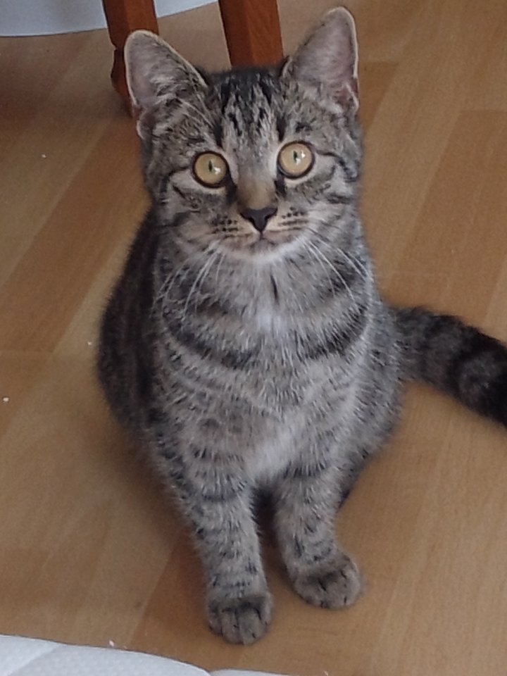 Liebevolles junge Kätzchen und Katerchen - Katzen - Kassel 