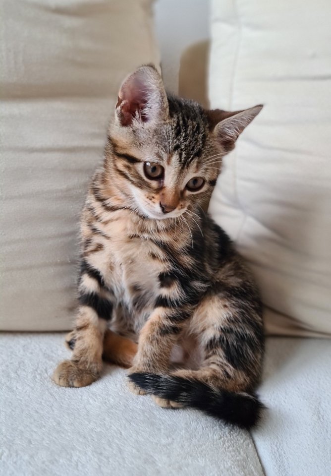 Bengal Kitten mix Baby Katze - Katzen - Königsbronn 