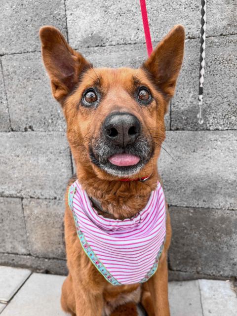 Nevada...eine liebe, ruhige, freundliche und verschmuste Hündin - Hunde - Hünfelden