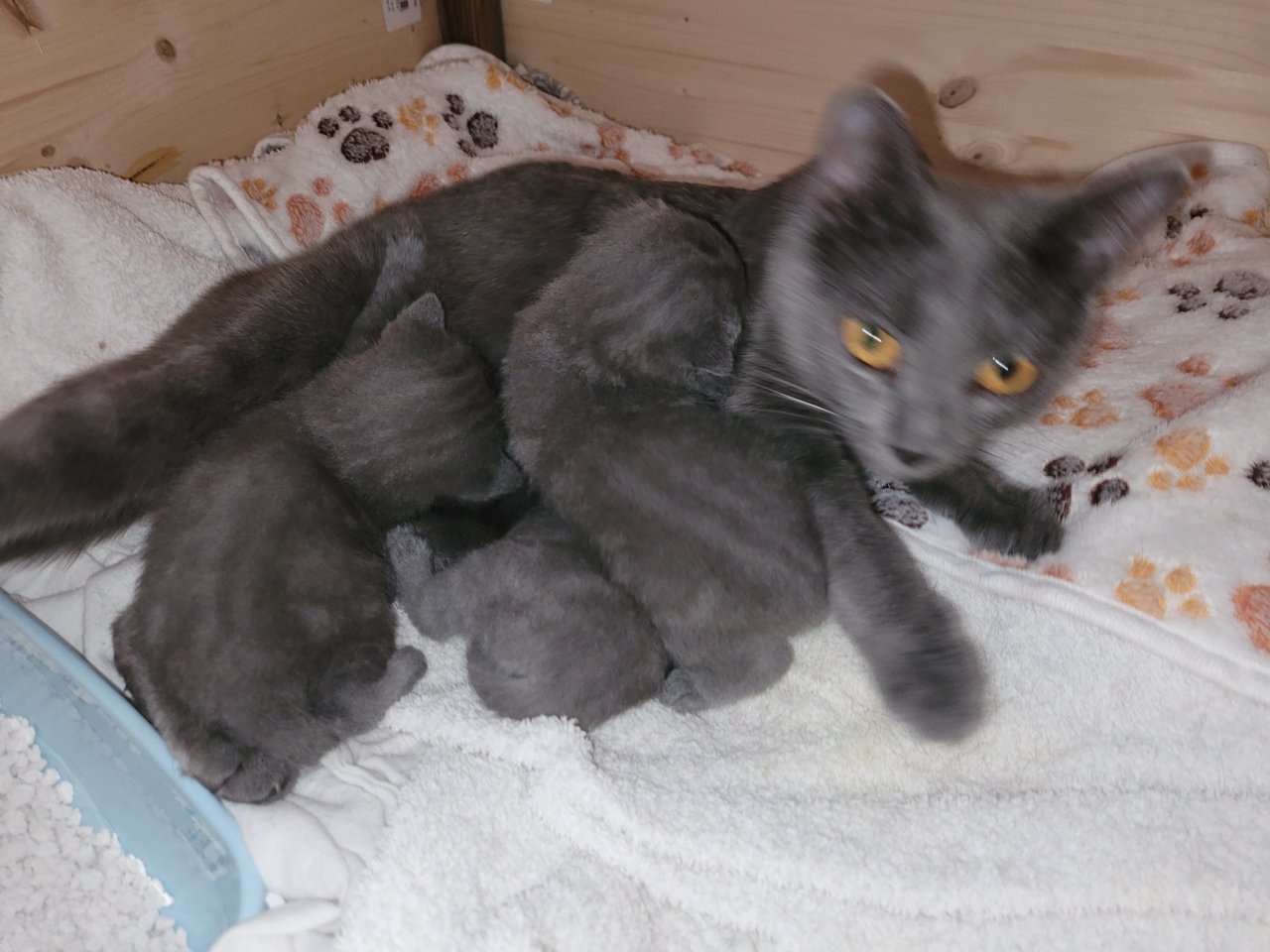 Chartreux, die echte Kartäuser, Kitten zu verkaufen - Katzen - Elsdorf