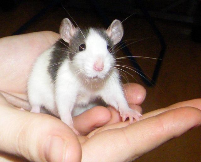 Handzahme Rattenkids suchen liebevolles zu Hause - Ratten - Krefeld