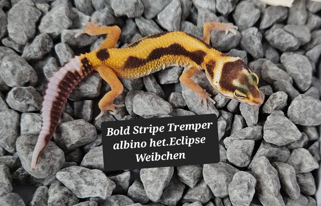 Tolle Leopardgecko Jungtiere aus 2023 - Reptilien - Oldenburg