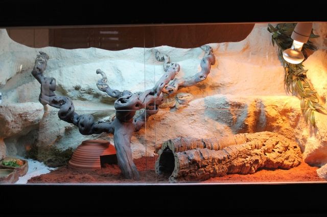 Holzterrarium 1,20x60x60 mit 3D Rück-u. Seitenwänden in Felsoptik, fast neu - Terrarien - Bassum