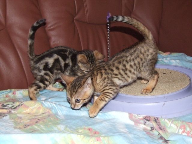 Bengal Bengalkitten Bengalkaterchen Bengalkater Abgabeberei - Sonstige Haustiere - Todenbüttel