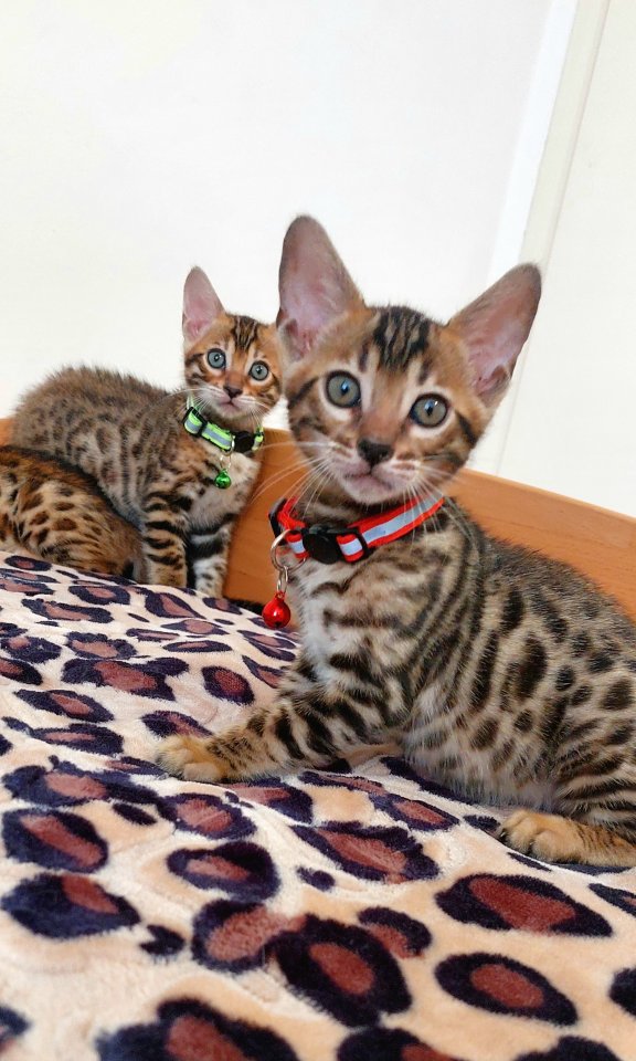 Bengal katze , Baby Katzen - Katzen - Essen