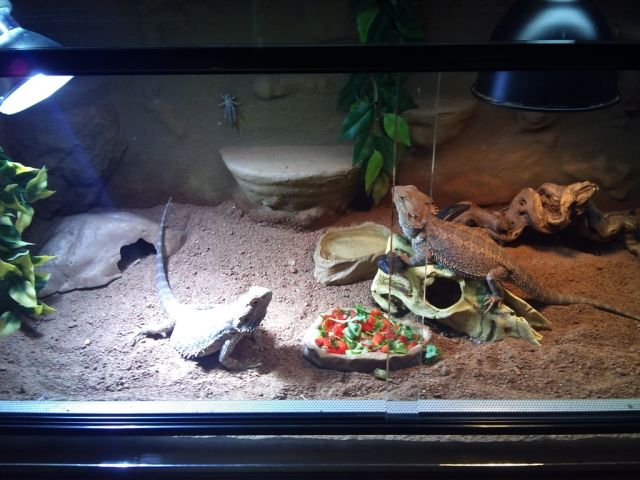  Terrarium mit komplettem Zubehör und 2 Bartagamen - Reptilien - Remscheid