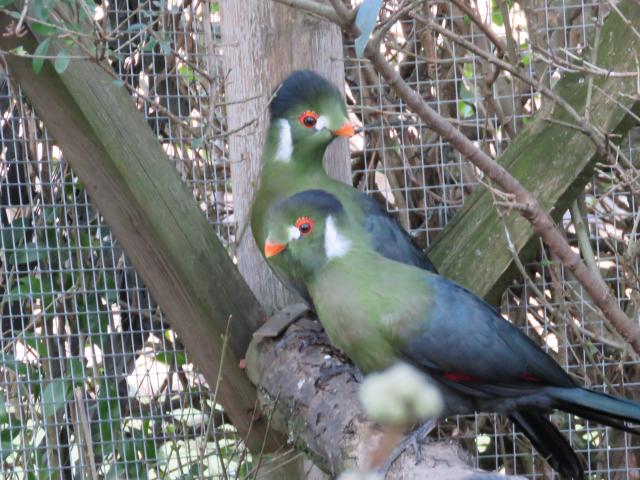 Weißwangenturakos - Voegel - Delbrück