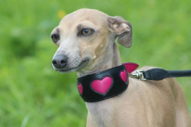 Wunderschöne Welpen Italienisches Windspiel - Hunde - Svatoborice - Mistrin (CZ)