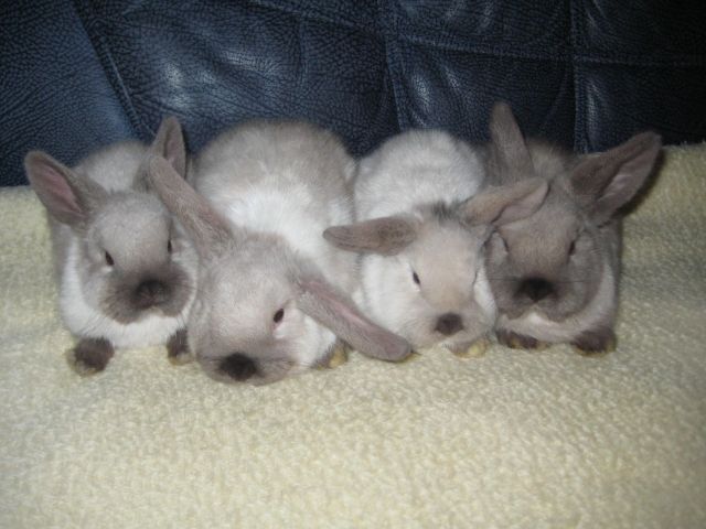 2 süße Zwergwidderchen abzugeben - Hasen Kaninchen - Weilmünster
