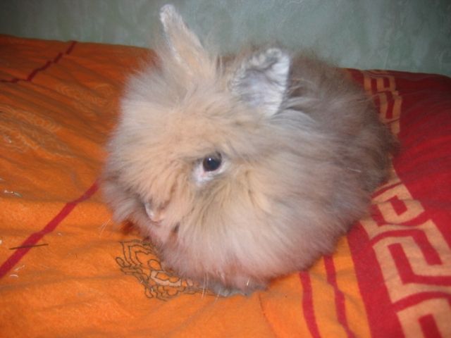 Teddyzwerg Kanninchen - Hasen Kaninchen - Hamminkeln