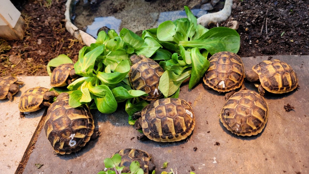 Griechische Landschildkröten - einjährig aus naturnaher Zucht - Reptilien - Düsseldorf