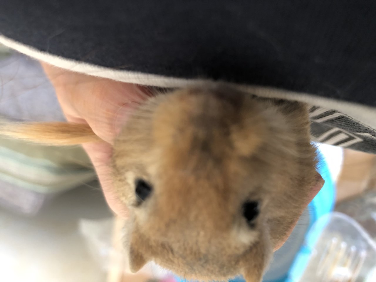 Rennmaus sucht neues Zuhause - Nagetiere - Echzell