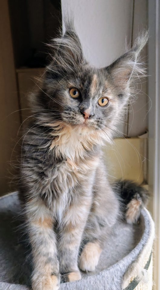 Traumhaft schöne typvolle Blue tortie Princess - Katzen - Haselbach
