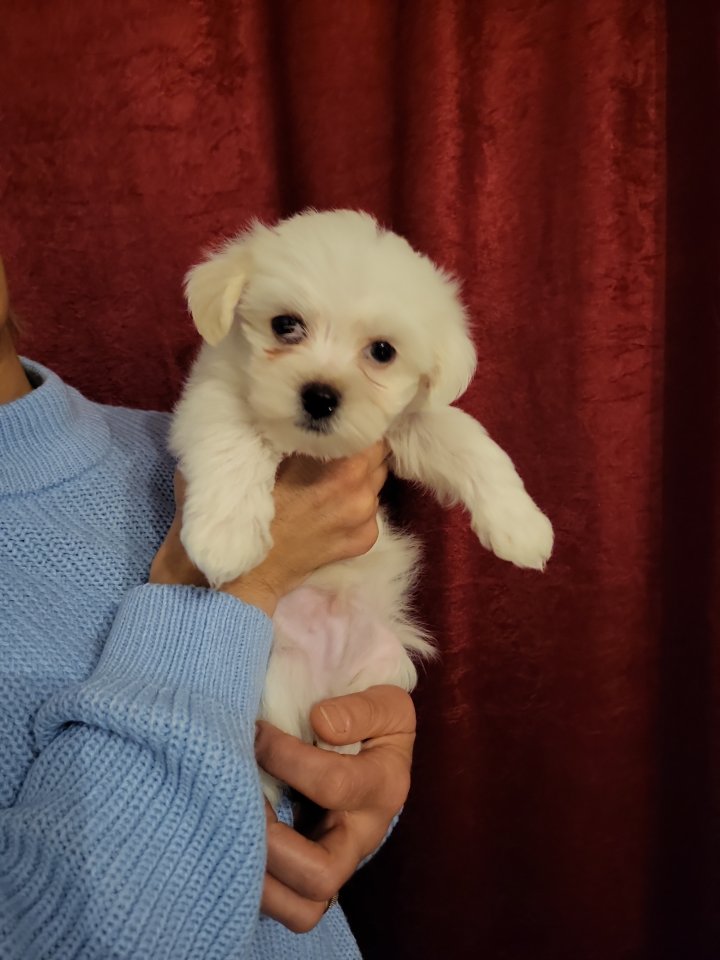 Bischon friese welpen kaufen - Hunde - Sindelfingen