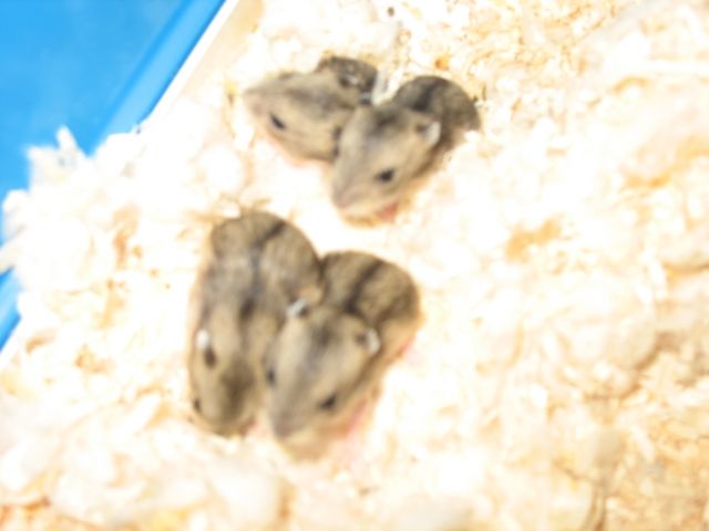 Dschungarische Zwerghamster (babys) - Hamster - Oldenburg