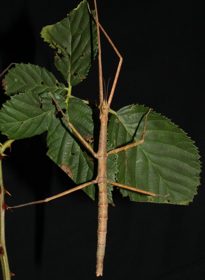 Stabheuschrecken abzugeben - Insekten - Poing