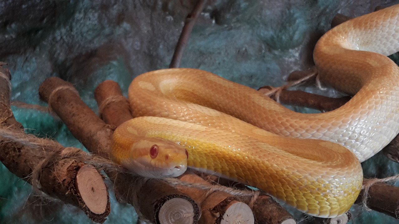 Kornnatter albino (gelb) abzugeben - Reptilien - Eckersdorf